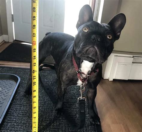  The average height for a French Bulldog is around 11 inches